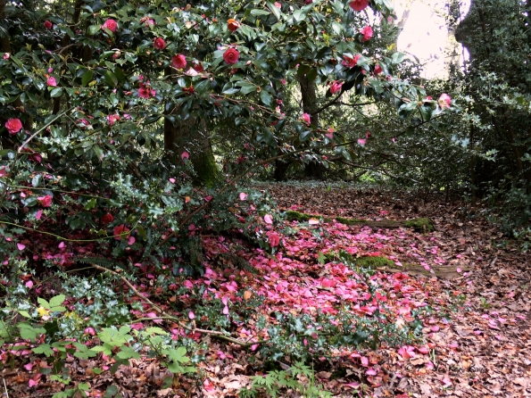 Bois des Moutiers (140) Mai 2012
